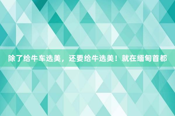 除了给牛车选美，还要给牛选美！就在缅甸首都